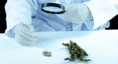 Estudio científico sugiere que el consumo de marihuana aumenta hasta 6 veces los riegos de sufrir un ataque cardíaco y ACV