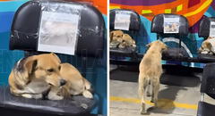 Agencia peruana de buses dedica espacio exclusivo para perros callejeros, protegiéndolos de la lluvia: "Un gesto de amor"