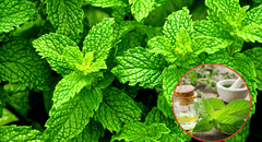 Así ayuda la hierbabuena a tu salud: digestión, estrés, inflamación y más beneficios respaldados