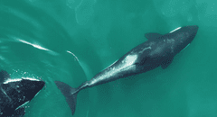 Científicos graban por primera a un grupo de orcas usando una herramienta para sus rutinas de belleza