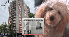 El perro caniche que cayó del piso 13 de un edificio en Argentina y provocó la muerte de tres personas