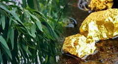 Científicos descubren que un árbol muy común en el mundo es capaz de extraer el oro del suelo y acumularlo en sus hojas y ramas