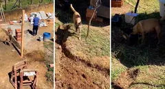 Perrito que 'trabaja' como ayudante en construcción causa ternura en redes: "Súbanle el sueldo"
