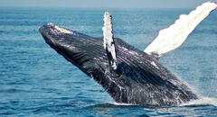 Miles de ballenas llegan al mar peruano en asombroso espectáculo desde Chile y la Antártida: ¿en dónde verlas?