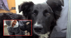 Jackson, el perro que salvó a su dueña de ser apuñalada por su expareja: sufrió heridas graves por defenderla