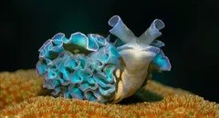 Científicos descubren que un animal marino roba partes del cuerpo de sus presas para usar sus 'poderes'