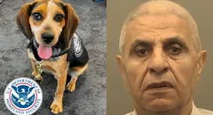 Hombre egipcio es deportado tras patear a perro policía de CBP: can había olfateado productos prohibidos en su maleta