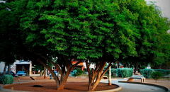 Este es el árbol con la madera más fuerte del mundo y está ubicado en América Latina: lleva siglos de antigüedad