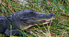 Caimán mata a mujer en Florida con letal 'giro de la muerte' durante paseo en canoa con su esposo: no quedaron rastros