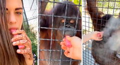 Deportista rusa genera indignación tras difundir video donde hace fumar a orangután en peligro de extinción