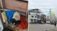 Peruana acoge a perritos callejeros en su tienda en Ventanilla y usuarios resaltan su noble acción: "Dios bendiga tu negocio"