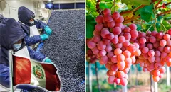 Perú crece y se posiciona dentro del top 10 exportadores de frutas en el mundo: arándanos son los preferidos en EE. UU., según Fluctuante
