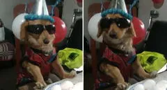 “Solo estamos tú y yo”: Adulto mayor recita emotivo poema a su perrito en un tierno cumpleaños