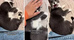 Joven pensó que su gato había muerto: estaba durmiendo y se enojó con su dueña por despertarlo