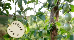 ¿Para qué sirven las hojas de guanábana? Descubre los usos populares de esta planta medicinal