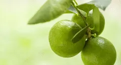 Las hojas de limón se posicionan como alternativa natural para aliviar dolencias comunes