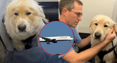 Piloto de aerolínea en EE. UU. desvió su vuelo con más de 180 pasajeros para salvar a un perrito y conmueve en redes: "Toda vida importa"