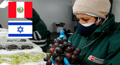 Uva peruana se abre paso al mercado de Israel: Perú se consolida como primer exportador de esta fruta en el mundo