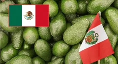 Productores mexicanos se muestran preocupados por la caída del aguacate en EE. UU. y la posición de la palta peruana en Europa: “Llega hasta España”