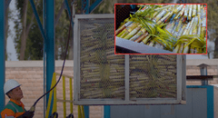Etanol: el biocombustible peruano que quiere conquistar el transporte y la aviación del futuro