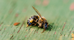 Los productos químicos para la agricultura están acabando con las abejas, según científicos