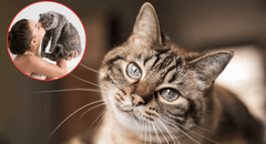 ¿Cómo elige un gato a su persona favorita? Claves para entender su comportamiento y señales de afecto