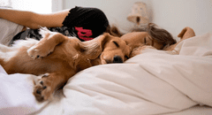 ¿Es malo dormir con tu perro en la cama? Estudios indican las ventajas y problemas de descansar con tu mascota