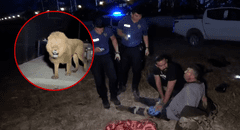 Un león escapó de un zoológico en Turquía, atacó a un granjero y este lo venció con sus propias manos: “Lo asfixié”