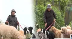 Joven peruano renunció su empleo en una fábrica y ahora gana S/3.000 paseando perros en Lima: "Es el trabajo ideal"