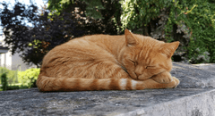 Científicos descubren que la mayoría de los gatos duermen del lado izquierdo para reaccionar ante una amenaza
