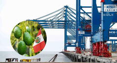 Megapuerto de Chancay: la palta se convierte en el producto de mayor exportación al mundo y China en el principal destino