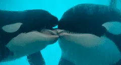 Biólogos graban a unas orcas salvajes dándose un largo “beso a la francesa” durante casi 2 minutos
