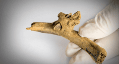 Impactante hallazgo de violencia prehistórica en España: encuentran una flecha clavada en costilla humana hace 4.000 años