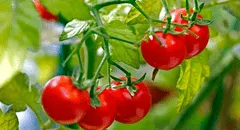 Científicos descubren que unos tomates sudamericanos están evolucionando a la inversa para no dejarse comer