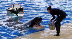 ¿Por qué las orcas ofrecen alimentos a los humanos como si fueran de su manada? Estudio científico ofrece nuevos hallazgos