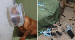 Mascota causa desastre en su casa y termina con un táper en la cabeza: “Lista para ir a la Luna”