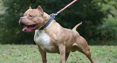 Bebé de un año muere al ser atacado brutalmente por un perro pitbull frente a su madre en EEUU: el animal fue sacrificado