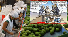 Beneficios de la Ley Chlimper 2.0: Carlincatura expone cómo las agroexportadoras celebran mientras el Estado pierde millones de soles