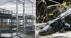 Inmigrantes detenidos en el centro 'Alligator Alcatraz' denuncian trato inhumano : “Hace cuatro días que no me baño”