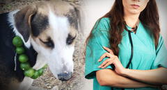 Veterinaria desmiente mito y revela el tratamiento efectivo para enfermedades de perros y gatos: "El limón no sirve"