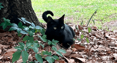 El gato de un científico se fue de cacería y ayudó a descubrir un misterioso virus nunca antes visto