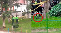 Hallan feto humano dentro de una bolsa en parque de San Juan de Lurigancho: PNP investiga el caso