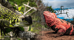Descubren dos crías de iguana rosada de Galápagos y dan esperanza a esta especie en peligro crítico de extinción