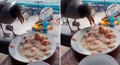 Captan a gaviota comiendo ceviche de un plato en el Callao y en redes bromean: “Le falta su chela”