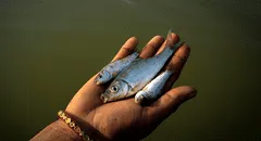 Científicos confirman que los peces sufren de dolor intenso hasta 24 minutos después de ser capturados