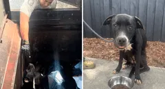 Pareja rescata a perrito de morir en compactador de basura en EEUU: "Si nadie lo encontraba, habría sido su fin"