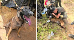 Perro salva la vida de 36 soldados y civiles de una explosión por mina en Colombia: animal militar perdió una pata