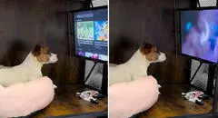 Perrito se entretiene en su mini sala de cine y causa ternura en redes sociales: “Le falta su canchita”