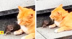 Ratoncito conmueve en redes al ‘rogar’ a un gato por su vida: “Tom y Jerry de la vida real”