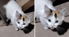 Gatito criado en granja maúlla como gallo y arrasa en TikTok: “Es bueno ser bilingüe”
